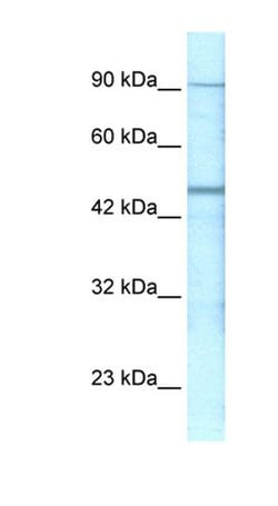 Invitrogen GABRP Polyclonal Antibody 100 &mu;L; Unconjugated:Antibodies,