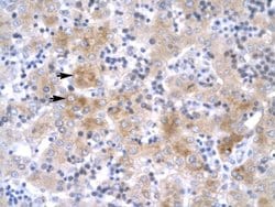 Invitrogen LIM1 Polyclonal Antibody 100 &mu;L; Unconjugated:Antibodies,