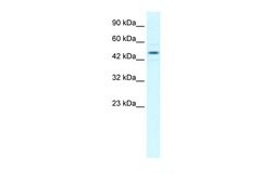 Invitrogen TCEB1 Polyclonal Antibody 100 &mu;L; Unconjugated:Antibodies,