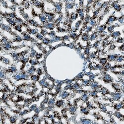 Invitrogen IL-1 alpha Polyclonal Antibody 100 &mu;g; Unconjugated:Antibodies,