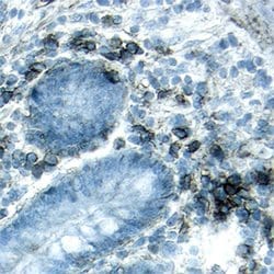 Invitrogen CD138 Polyclonal Antibody 100 &mu;g; Unconjugated:Antibodies,