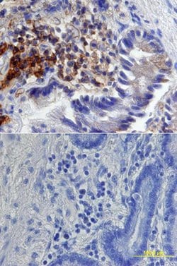 Invitrogen CD138 Polyclonal Antibody 100 &mu;g; Unconjugated:Antibodies,