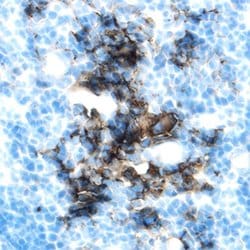 Invitrogen Epha1 Polyclonal Antibody 100 &mu;g; Unconjugated:Antibodies,