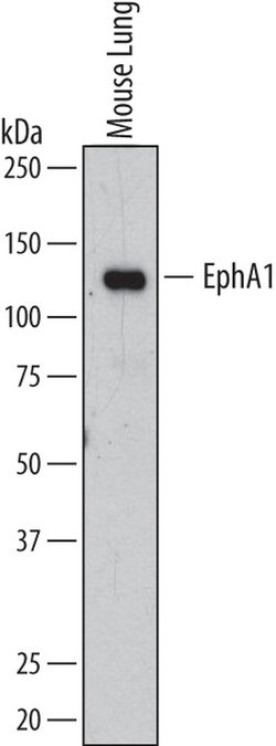 Invitrogen Epha1 Polyclonal Antibody 100 &mu;g; Unconjugated:Antibodies,