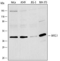 L-Myc Goat anti-Human, Mouse, Polyclonal, Invitrogen 100 &mu;g; Unconjugated:Antibodies,