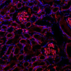Invitrogen CD73 Polyclonal Antibody 100 &mu;g; Unconjugated:Antibodies,