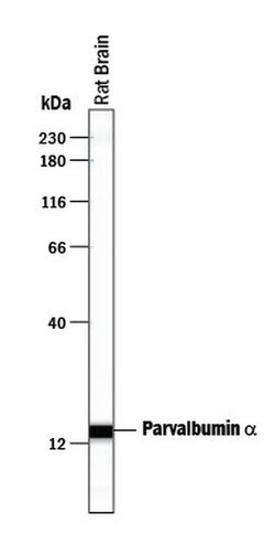 Invitrogen Parvalbumin Polyclonal Antibody 100 &mu;g; Unconjugated:Antibodies,