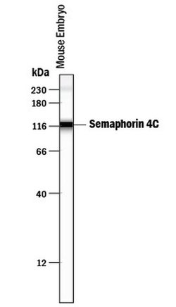 Invitrogen SEMA4C Polyclonal Antibody 100 &mu;g; Unconjugated:Antibodies,