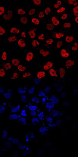 Invitrogen EOMES Polyclonal Antibody 100 &mu;g; Unconjugated:Antibodies,
