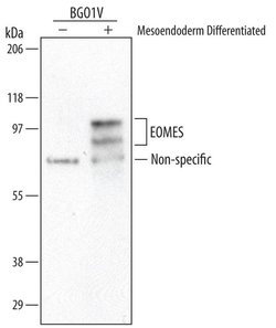 Invitrogen EOMES Polyclonal Antibody 100 &mu;g; Unconjugated:Antibodies,