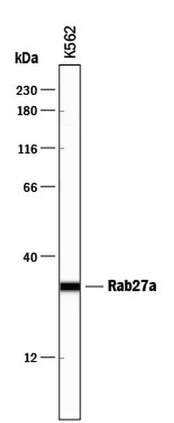 Invitrogen RAB27A Polyclonal Antibody 100 &mu;g; Unconjugated:Antibodies,