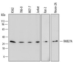 Invitrogen RAB27A Polyclonal Antibody 100 &mu;g; Unconjugated:Antibodies,