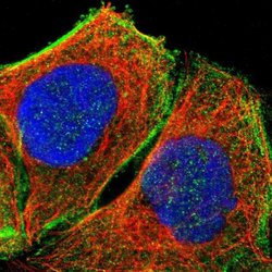 DHRSX Rabbit anti-Human, Polyclonal, Invitrogen 100 &mu;L; Unconjugated:Antibodies,