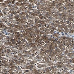 CHRNB1 Polyclonal Antibody, Invitrogen 100 &mu;L; Unconjugated:Antibodies,