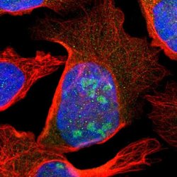 SCAND3 Polyclonal Antibody, Invitrogen 100 &mu;L; Unconjugated:Antibodies,