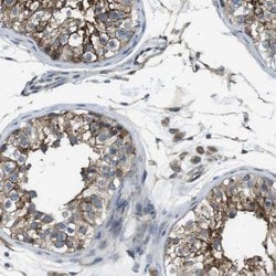 PUNC Polyclonal Antibody, Invitrogen 100 &mu;L; Unconjugated:Antibodies,