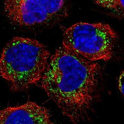 Glypican 6 Polyclonal Antibody, Invitrogen 100 &mu;L; Unconjugated:Antibodies,
