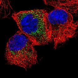 MEA1 Polyclonal Antibody, Invitrogen 100 &mu;L; Unconjugated:Antibodies,