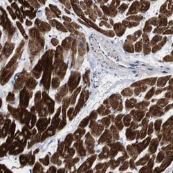 SHD Polyclonal Antibody, Invitrogen™