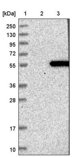 RRAGC, Polyclonal, Invitrogen 100&mu;L; Unconjugated:Antibodies, Polyclonal