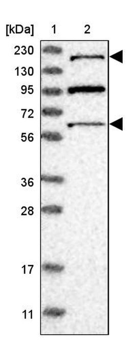 RERE Polyclonal Antibody, Invitrogen 100 &mu;L | Buy Online | Invitrogen | Fisher Scientific