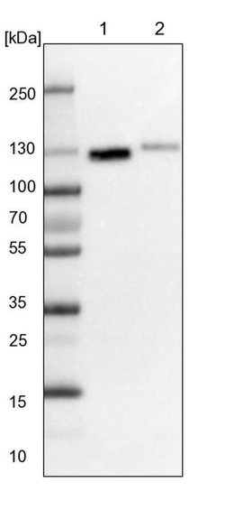 RERE Polyclonal Antibody, Invitrogen 100 &mu;L | Buy Online | Invitrogen | Fisher Scientific