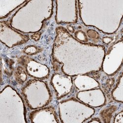 USH1G Polyclonal Antibody, Invitrogen 100 &mu;L; Unconjugated:Antibodies,
