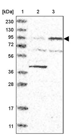 ITGB8 Rabbit anti-Human, Polyclonal, Invitrogen 100 &mu;L; Unconjugated:Antibodies,
