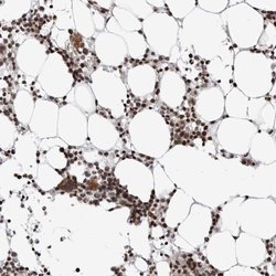 DTL Polyclonal Antibody, Invitrogen 100 &mu;L; Unconjugated:Antibodies,
