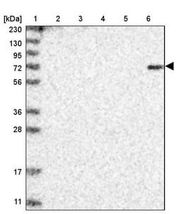 DTL Polyclonal Antibody, Invitrogen 100 &mu;L; Unconjugated:Antibodies,
