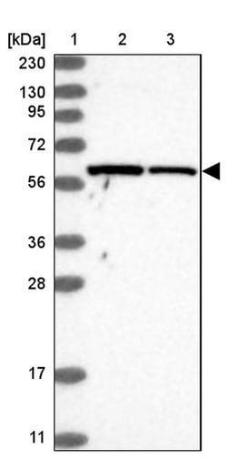 SAMD3 Polyclonal Antibody, Invitrogen 100 &mu;L; Unconjugated:Antibodies,