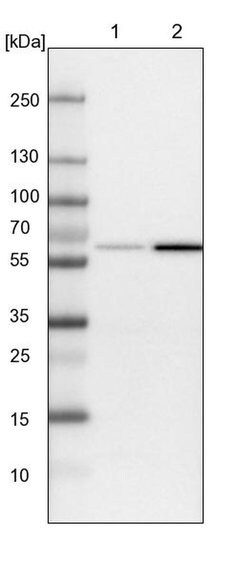 SAMD3 Polyclonal Antibody, Invitrogen 100 &mu;L; Unconjugated:Antibodies,