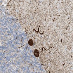 SEMA3F Polyclonal Antibody, Invitrogen 100 &mu;L; Unconjugated:Antibodies,