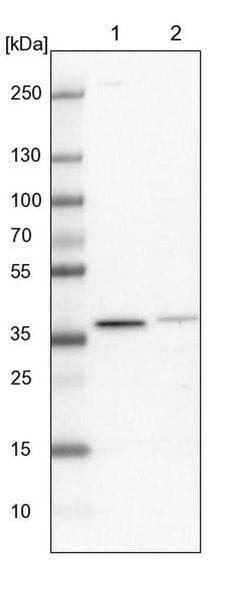 Macro H2A.2, Polyclonal, Invitrogen 100&mu;L; Unconjugated:Antibodies,