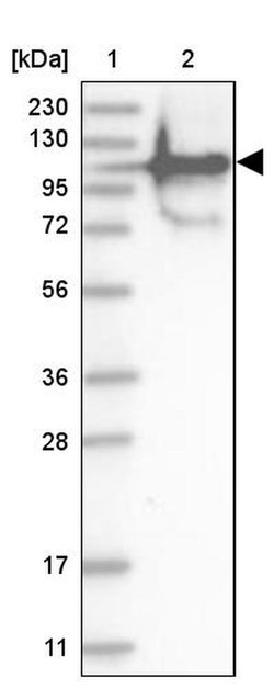 FAM35A/FAM35B Polyclonal Antibody, Invitrogen 100 &mu;L; Unconjugated:Antibodies,