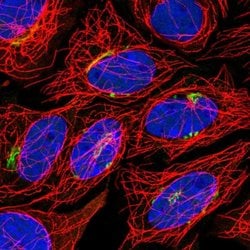 TSHZ2 Polyclonal Antibody, Invitrogen 100 &mu;L; Unconjugated:Antibodies,