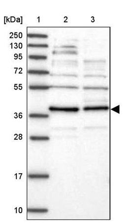 FAXC Polyclonal Antibody, Invitrogen&trade;
