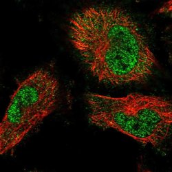 TRAFD1 Rabbit anti-Human, Polyclonal, Invitrogen 100 &mu;L; Unconjugated:Antibodies,