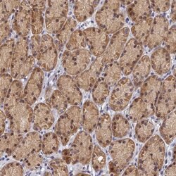 FAM73B Polyclonal Antibody, Invitrogen 100 &mu;L; Unconjugated:Antibodies,