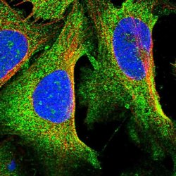 CCBE1, Polyclonal, Invitrogen 100&mu;L; Unconjugated:Antibodies, Polyclonal