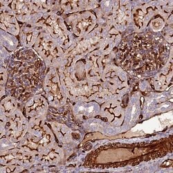 CCBE1, Polyclonal, Invitrogen 100&mu;L; Unconjugated:Antibodies, Polyclonal