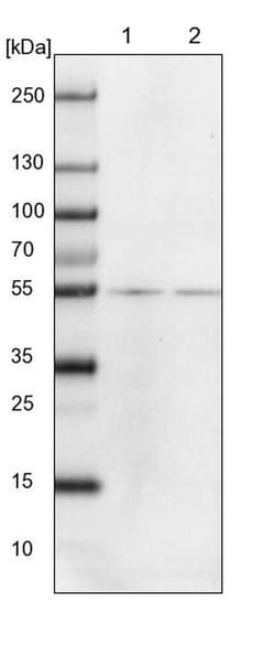 TUBB2B, Polyclonal, Invitrogen 100&mu;L; Unconjugated:Antibodies, Polyclonal