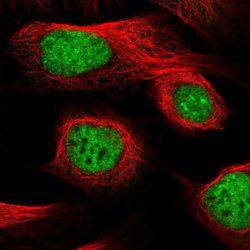 LGALSL Polyclonal Antibody, Invitrogen 100 &mu;L; Unconjugated:Antibodies,
