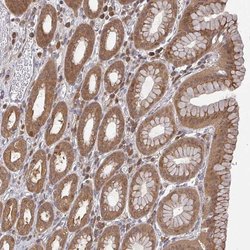 GOLGA7 Polyclonal Antibody, Invitrogen 100 &mu;L; Unconjugated:Antibodies,