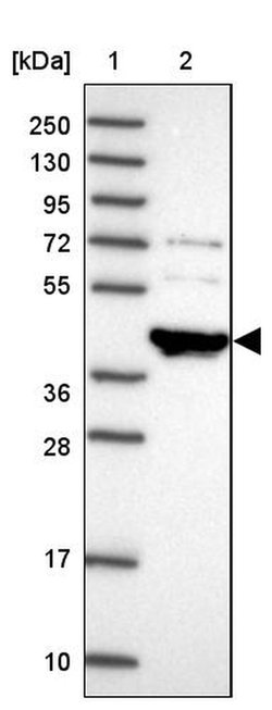 TNFAIP8L3 Rabbit anti-Human, Polyclonal, Invitrogen 100 &mu;L; Unconjugated:Antibodies,
