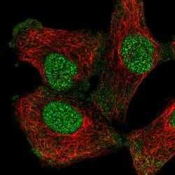 MAF1 Rabbit anti-Human, Polyclonal, Invitrogen 100 &mu;L; Unconjugated:Antibodies,