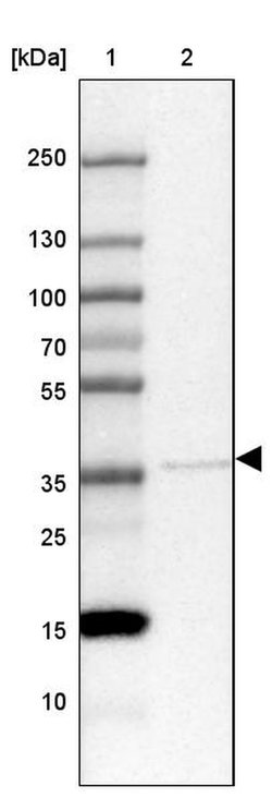 MAF1 Rabbit anti-Human, Polyclonal, Invitrogen 100 &mu;L; Unconjugated:Antibodies,