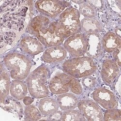 VNN1, Polyclonal, Invitrogen 100&mu;L; Unconjugated:Antibodies, Polyclonal