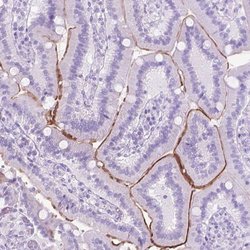 Aquaporin 10 Polyclonal Antibody, Invitrogen&trade;