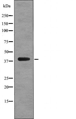 Phospho-C5AR1 (Ser327) Polyclonal Antibody, Invitrogen 100 &mu;L; Unconjugated:Antibodies,